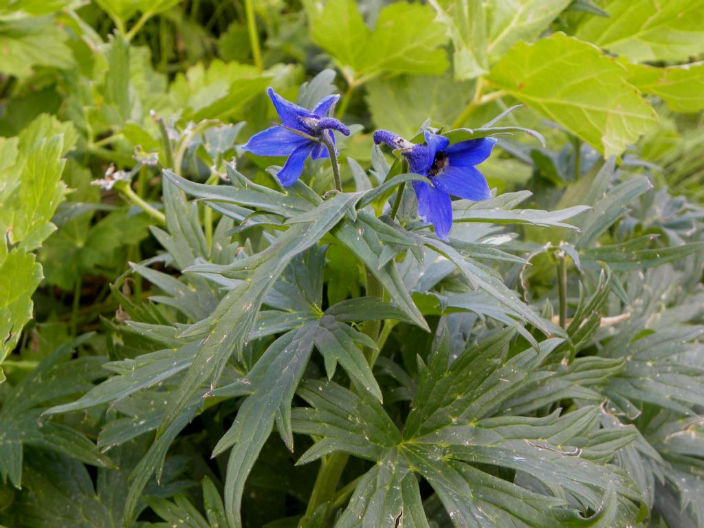 Quale Delphinium?  Delphinium dubium